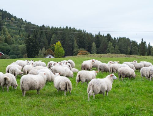 A herd of sheep grazing on the pasture during daytime