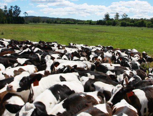 a herd of cows crowding at the fence